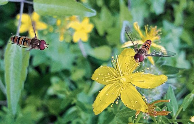Hain-Schwebfliegen, hier an Johanniskraut, taugen als Larven zum Läusebekämpfer. Foto: Rücker