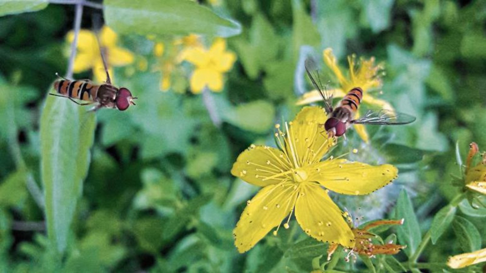 Hain-Schwebfliegen, hier an Johanniskraut, taugen als Larven zum Läusebekämpfer. Foto: Rücker