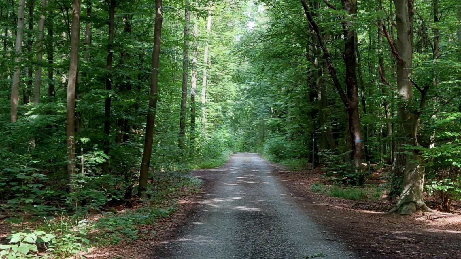 Auch Schatten ist bei den Strecken durch den Wald sicherlich willkommen.