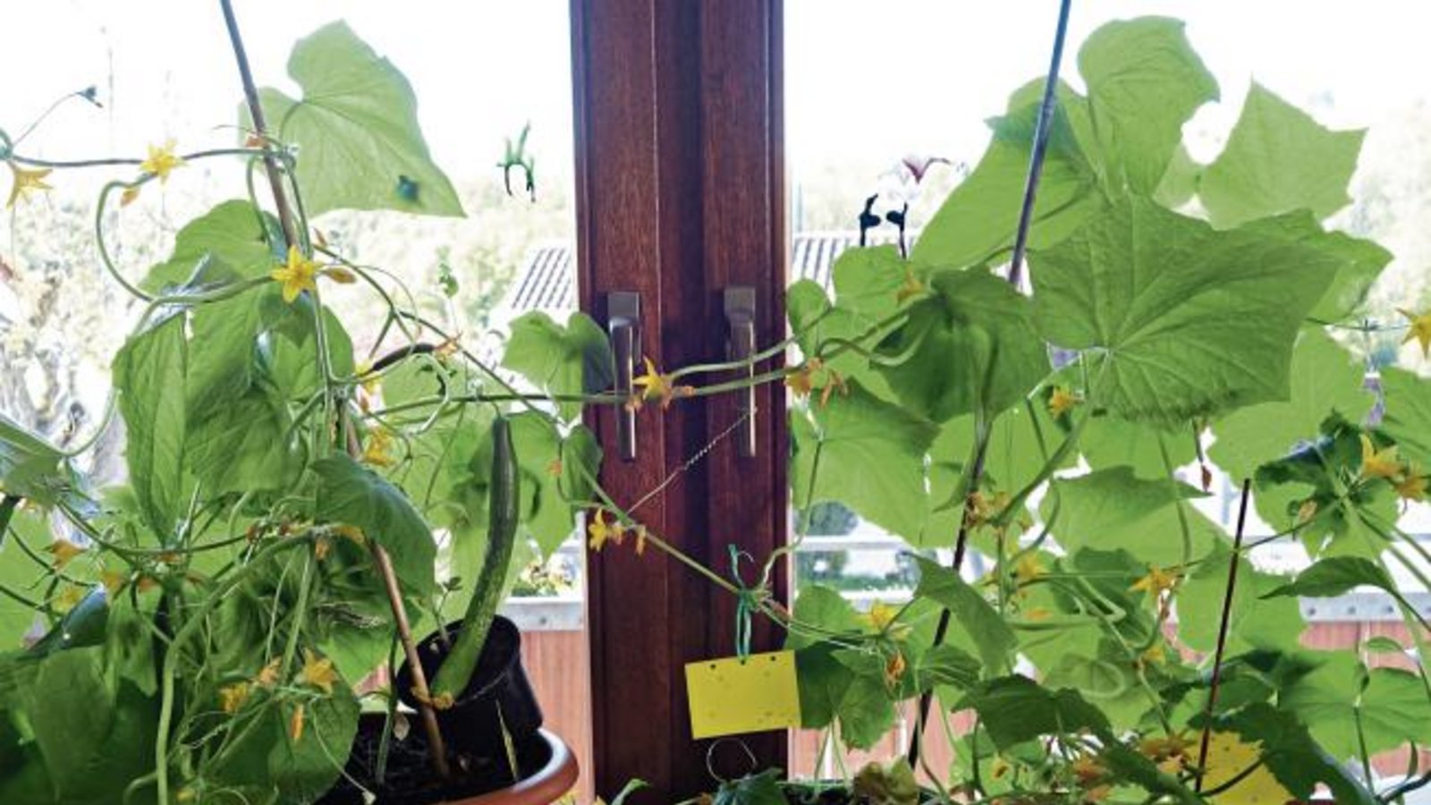 „Vor Nachtfrost du nie sicher bist, bis Sophie vorüber ist.“ Laut der Bauernweisheit dürfen frostempfindliche Pflanzen ab morgen ins Freie – gut, denn auf manchen Fensterbänken macht sich schon eine drangvolle Enge breit. Vaihingens Gärtnermeister Maurus Senn verlässt sich lieber auf die Angaben der Wetterstation Vaihingen, die im Internet abgerufen werden können. „Man kann’s wagen“ lautet seine Einschätzung, aber: „Immer wachsam sein.“ Im Extremfall, falls die Nachttemperaturen nochmal unter acht Grad Celsius fallen sollten, könne man die Pflanzen draußen zum Beispiel mit Noppenfolie schützen. Gurken seien sogar noch etwas empfindlicher. Aber irgendwann müssen die Pflanzen raus und „Risiko ist in der Natur immer da, damit muss man leben“, sagt Senn. Foto: Rücker „Vor Nachtfrost du nie sicher bist, bis Sophie vorüber ist.“ Laut der Bauernweisheit dürfen frostempfindliche Pflanzen ab morgen ins Freie – gut, denn auf manchen Fensterbänken macht sich schon eine drangvolle Enge breit. Vaihingens Gärtnermeister Maurus Senn verlässt sich lieber auf die Angaben der Wetterstation Vaihingen, die im Internet abgerufen werden können. „Man kann’s wagen“ lautet seine Einschätzung, aber: „Immer wachsam sein.“ Im Extremfall, falls die Nachttemperaturen nochmal unter acht Grad Celsius fallen sollten, könne man die Pflanzen draußen zum Beispiel mit Noppenfolie schützen. Gurken seien sogar noch etwas empfindlicher. Aber irgendwann müssen die Pflanzen raus und „Risiko ist in der Natur immer da, damit muss man leben“, sagt Senn. Foto: Rücker