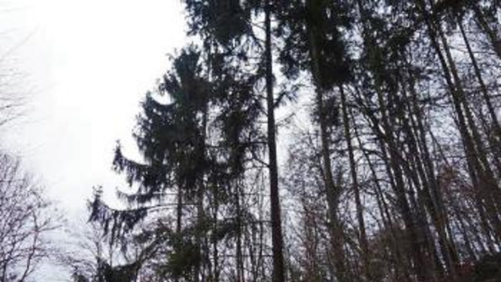 Finsterer Tann aus Fichten.