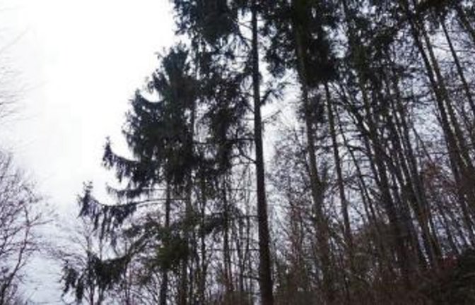 Finsterer Tann aus Fichten.