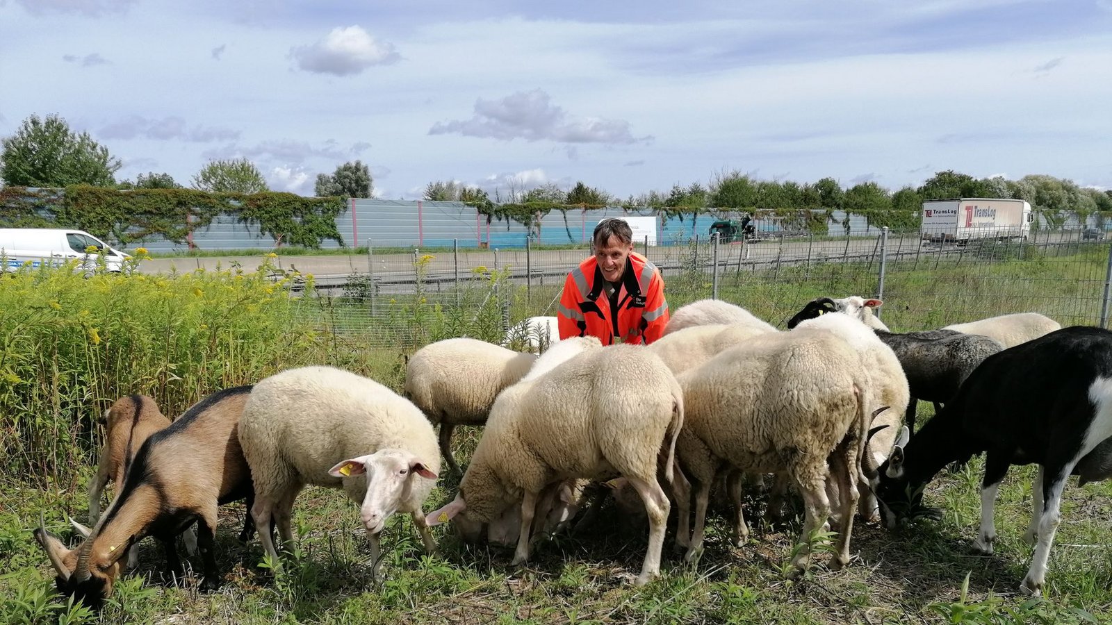Projektleiter Walter Dal-Margo mit seinen vierbeinigen Rasenmähern.Foto: cgo/Gottschalk Projektleiter Walter Dal-Margo mit seinen vierbeinigen Rasenmähern.Foto: cgo/Gottschalk