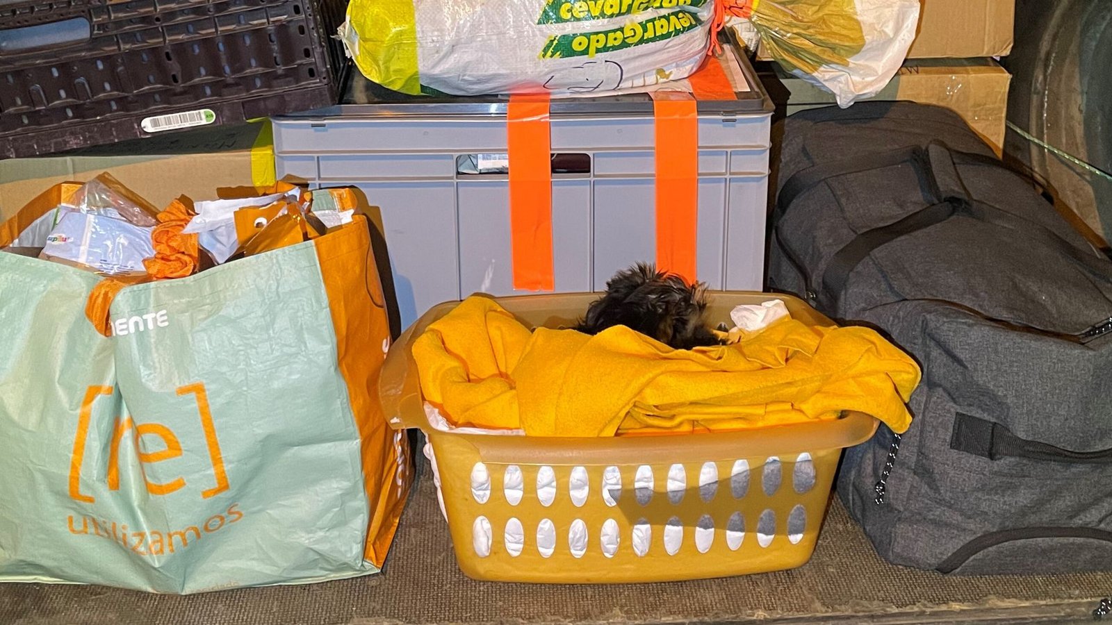 Die Zöllner fanden den Welpen in einem Wäschekorb am Ende der unbeheizten Ladefläche eines Kleintransporters.Foto: Hauptzollamt Singen Die Zöllner fanden den Welpen in einem Wäschekorb am Ende der unbeheizten Ladefläche eines Kleintransporters.Foto: Hauptzollamt Singen