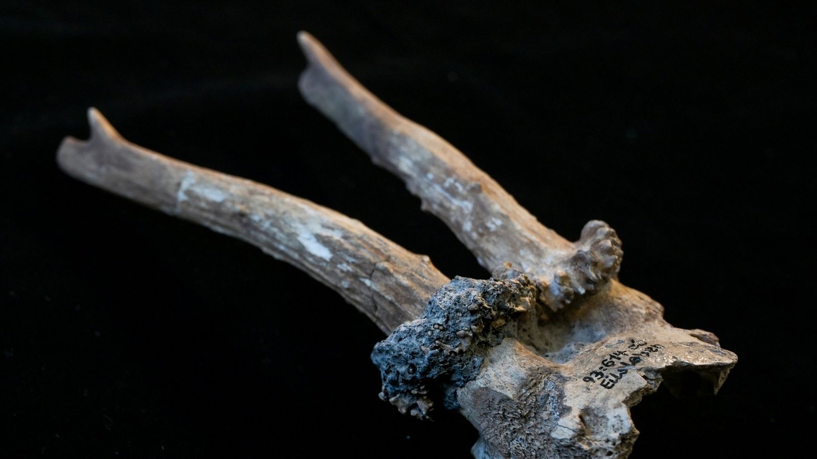 Der Rehgeweihkopfschmuck aus der jungsteinzeitlichen Siedlung Eilsleben-Vosswelle ist rund 7000 Jahre alt und zeigt deutliche Spuren ritueller Nutzung.Foto: Heiko Rebsch/dpa