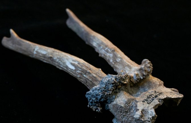 Der Rehgeweihkopfschmuck aus der jungsteinzeitlichen Siedlung Eilsleben-Vosswelle ist rund 7000 Jahre alt und zeigt deutliche Spuren ritueller Nutzung.<span class='image-autor'>Foto: Heiko Rebsch/dpa</span>