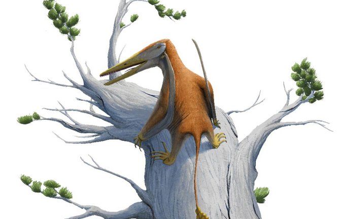 Lebend-Rekonstruktion von Melkamter pateko.<span class='image-autor'>Foto: Pedro Andrade</span>