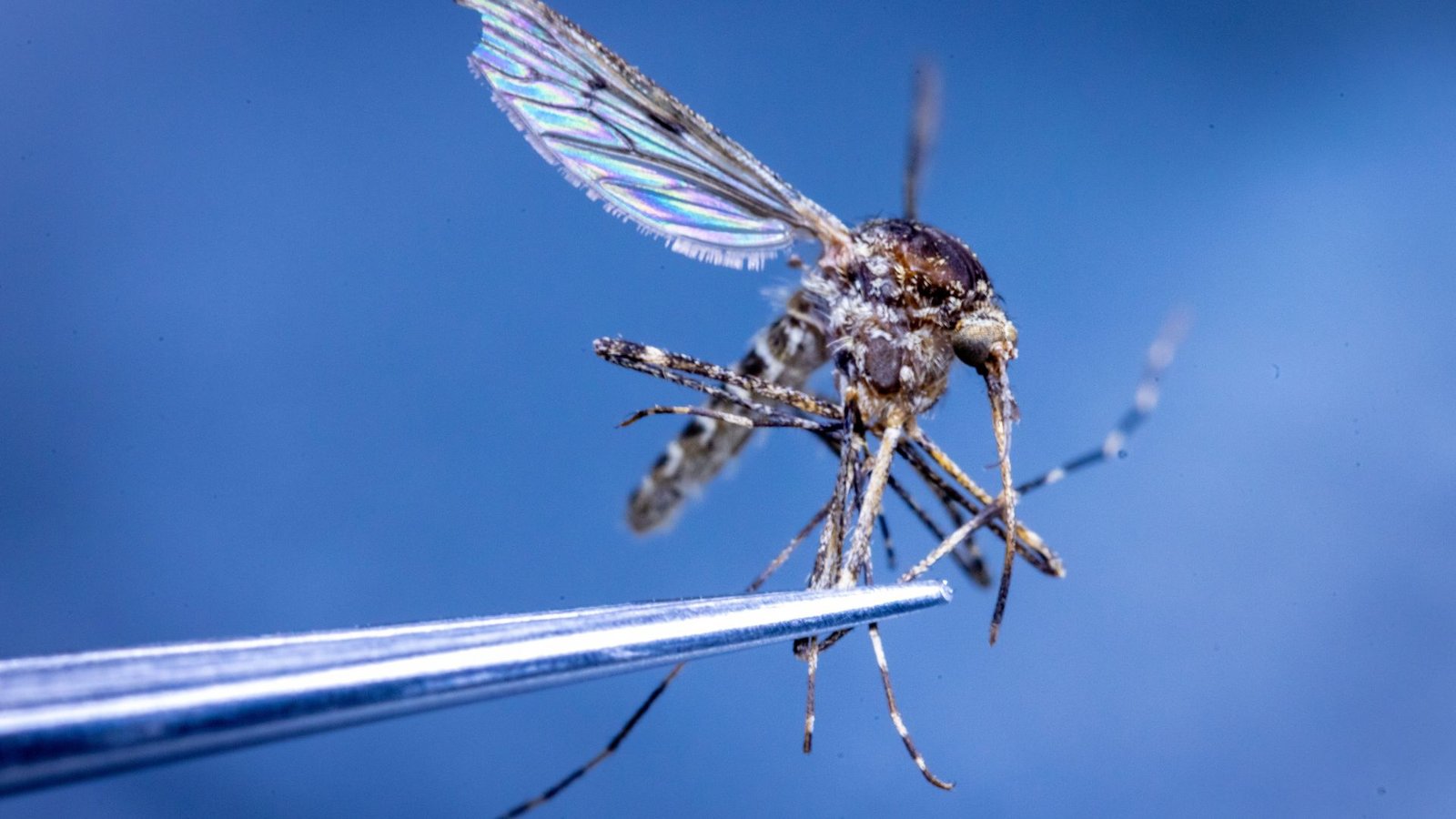 In Island wurden erstmals Stechmücken entdeckt. (Illustration)Foto: Jens Büttner/dpa
