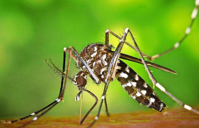 Schmerzhaft: Aggressive Tigermücken greifen im Garten und auf dem Balkon an.<span class='image-autor'>Foto: Pixabay</span>