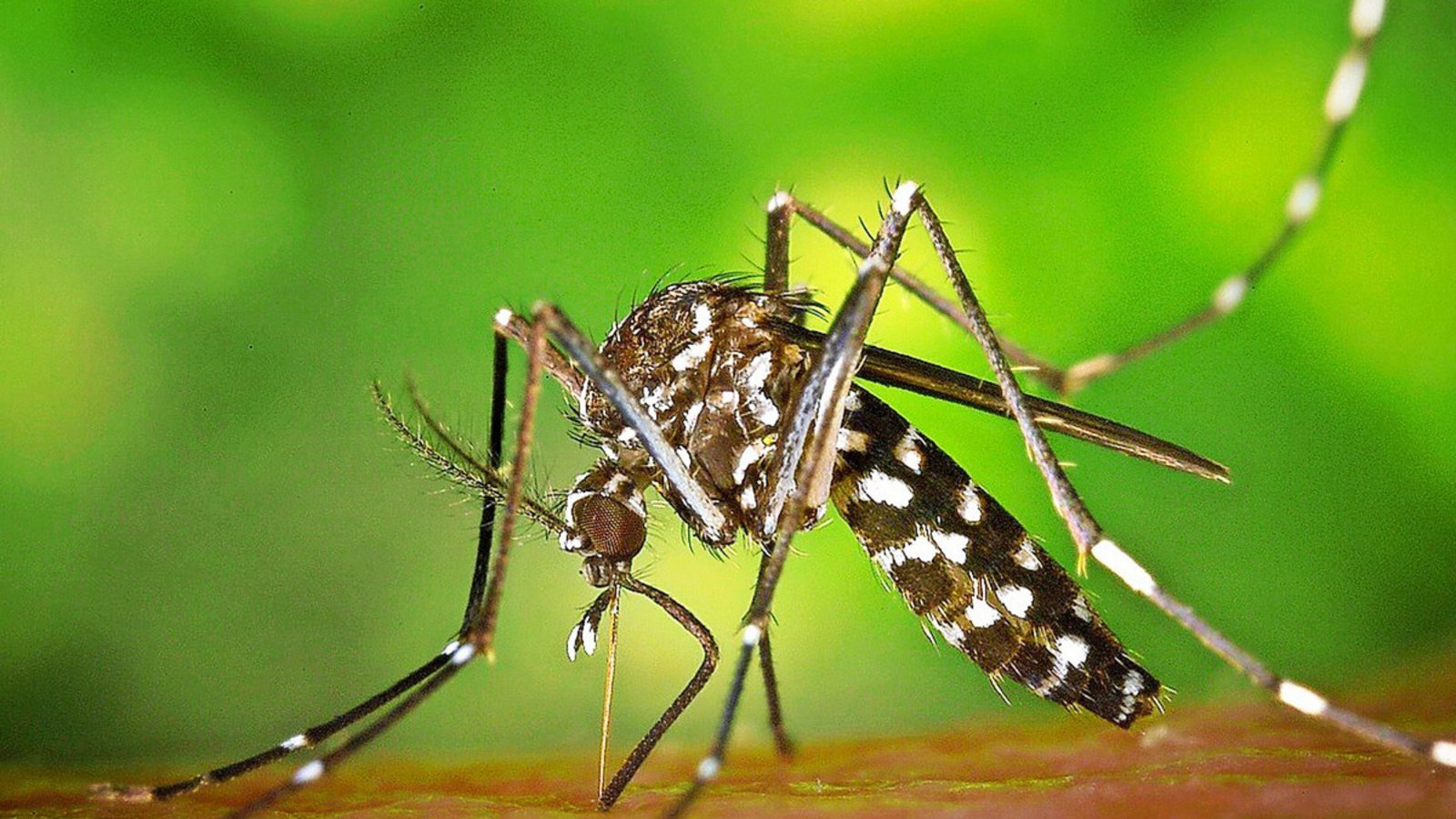 Schmerzhaft: Aggressive Tigermücken greifen im Garten und auf dem Balkon an.Foto: Pixabay Schmerzhaft: Aggressive Tigermücken greifen im Garten und auf dem Balkon an.Foto: Pixabay