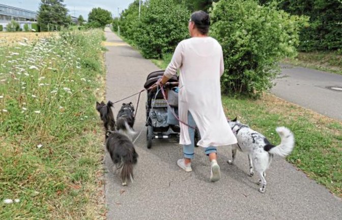 Abendspaziergang mit sechs Begleitern am Vaihinger Nebenweg. Im Kinderwagen sitzen noch Zwillinge.  Foto: Arning