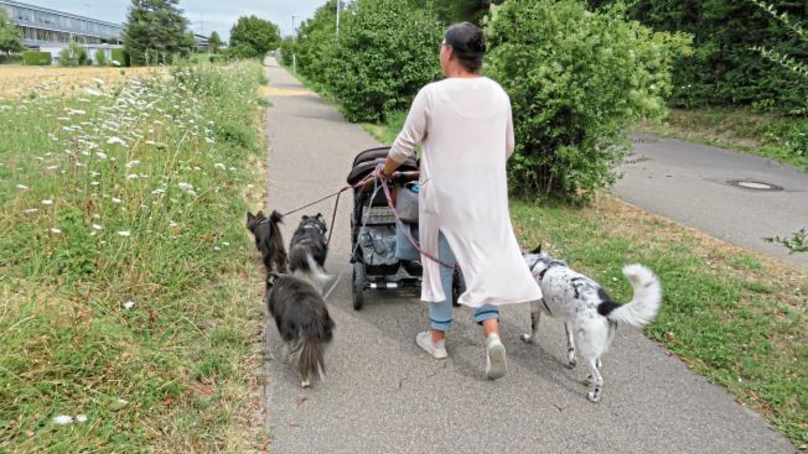 Abendspaziergang mit sechs Begleitern am Vaihinger Nebenweg. Im Kinderwagen sitzen noch Zwillinge. Foto: Arning Abendspaziergang mit sechs Begleitern am Vaihinger Nebenweg. Im Kinderwagen sitzen noch Zwillinge. Foto: Arning
