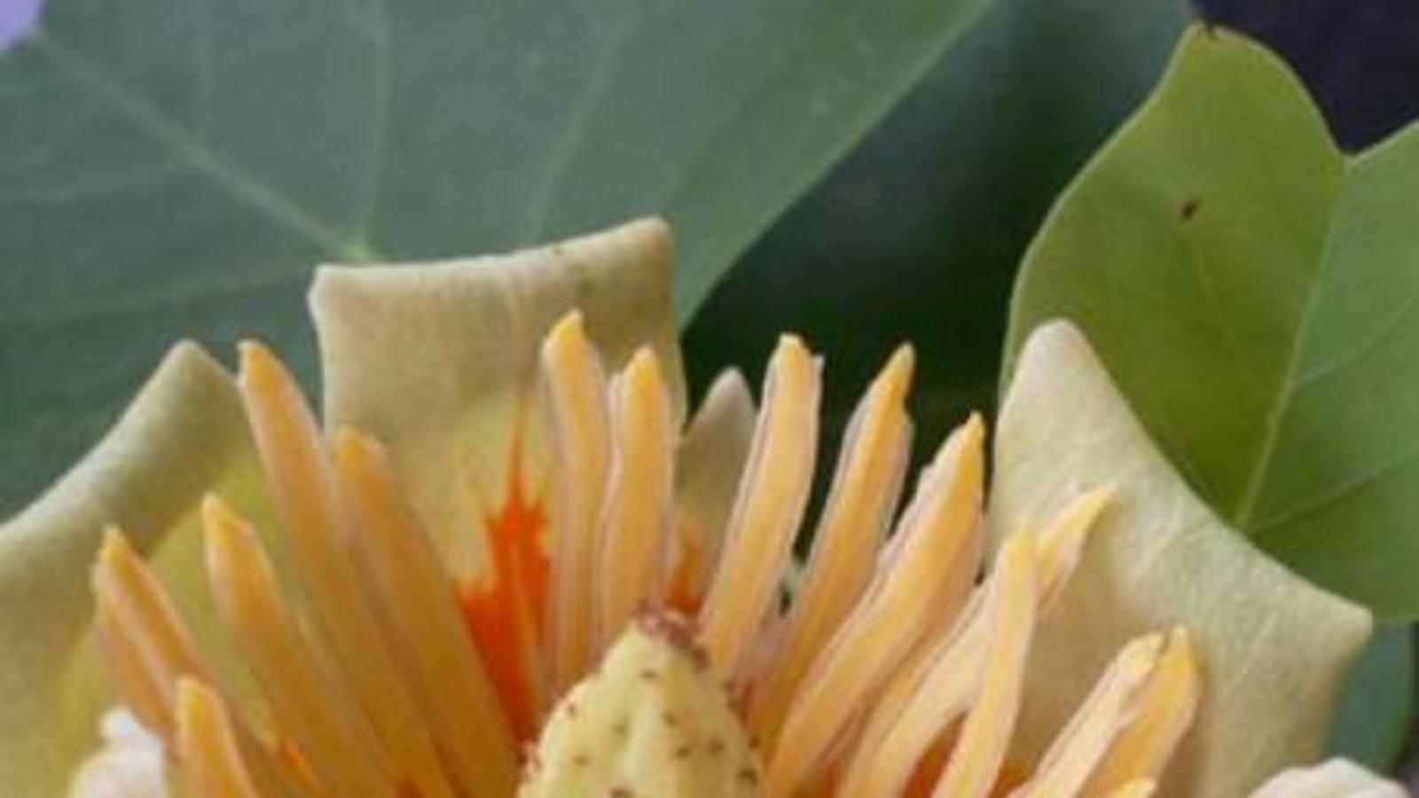 Eine Tulpenbaumblüte.  Foto: Archiv