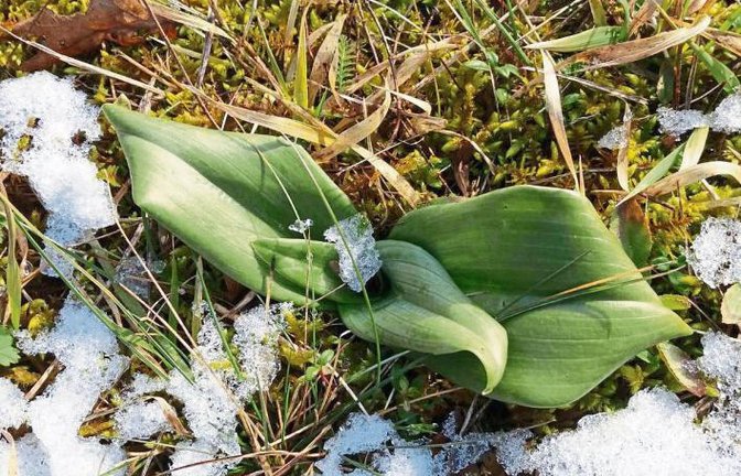 Am Wachtkopf in Gündelbach stehen die Orchideen, hier vermutlich eine Bocks-Riemenzunge, schon für sonnigere Zeiten in den Startlöchern, wie Lilli Schönewolf aus Aurich fotografisch dokumentiert hat.
