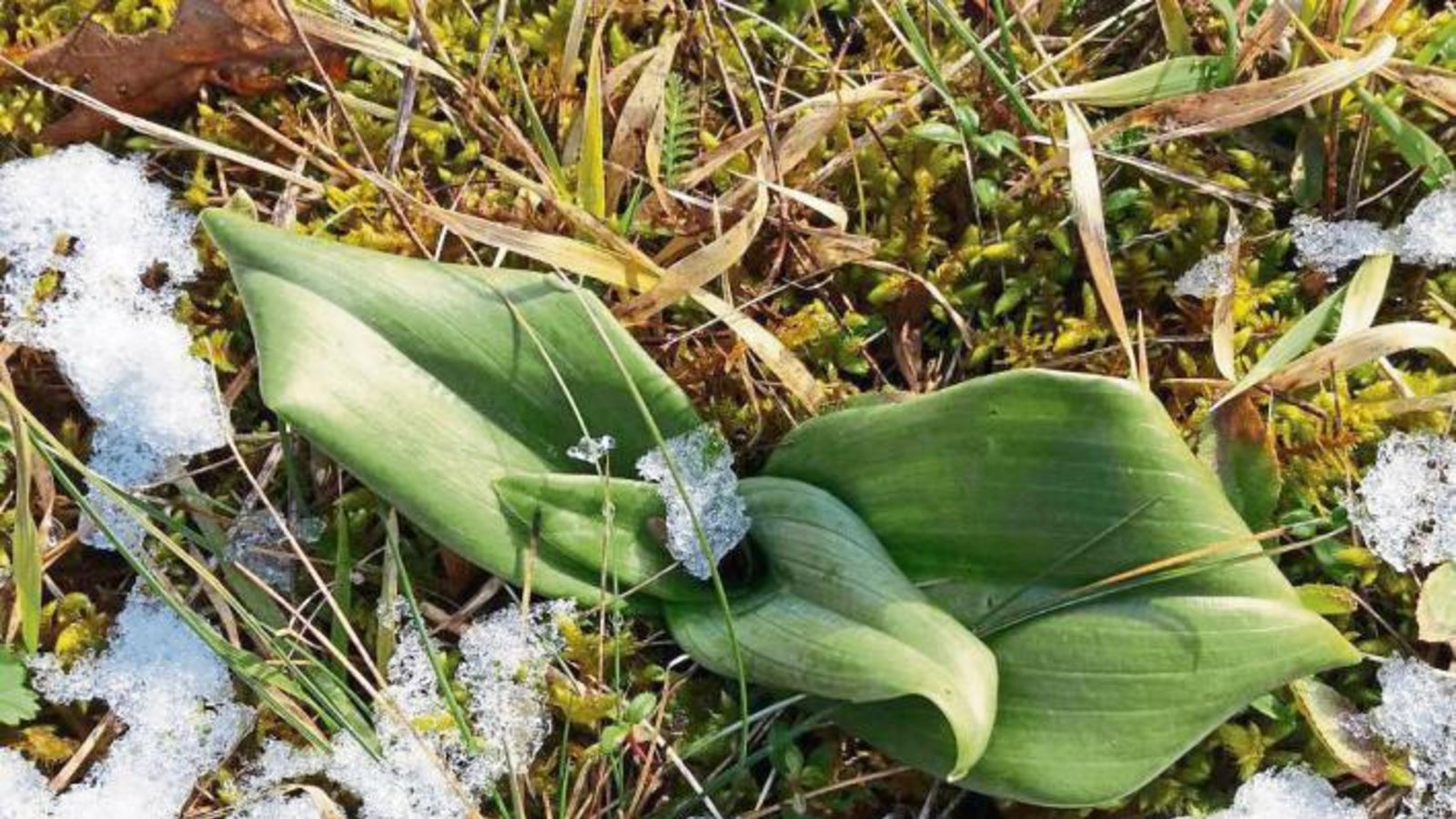 Am Wachtkopf in Gündelbach stehen die Orchideen, hier vermutlich eine Bocks-Riemenzunge, schon für sonnigere Zeiten in den Startlöchern, wie Lilli Schönewolf aus Aurich fotografisch dokumentiert hat. Am Wachtkopf in Gündelbach stehen die Orchideen, hier vermutlich eine Bocks-Riemenzunge, schon für sonnigere Zeiten in den Startlöchern, wie Lilli Schönewolf aus Aurich fotografisch dokumentiert hat.