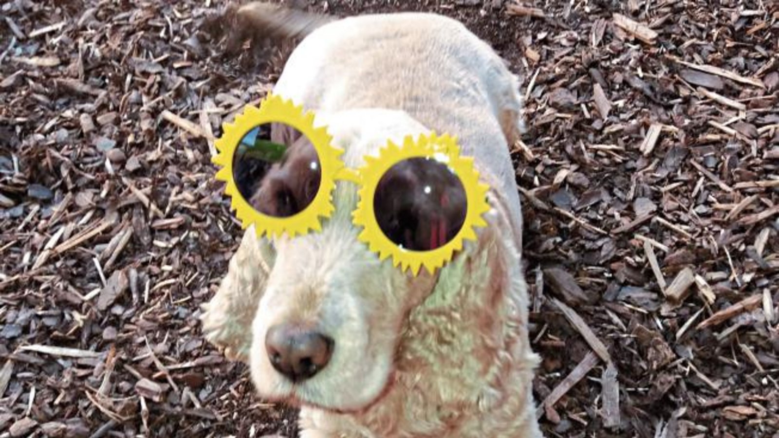 Mylo aus Aurich genießt den Frühling. Foto: p