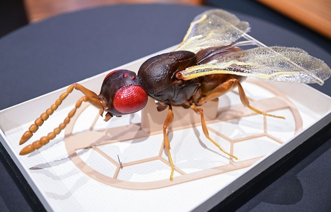 Mit Hilfe eines Mikro-CTs des KITs in Karlsruhe wurde dieses Modell von „Aphanogmus kretschmanni“ gefertigt.<span class='image-autor'>Foto: dpa/Bernd Weißbrod</span>