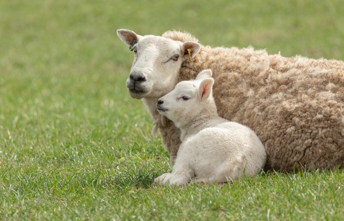 Die Schafskälte tritt meist Mitte Juni auf.<span class='image-autor'>Foto: Serenity Images23 / shutterstock.com</span>