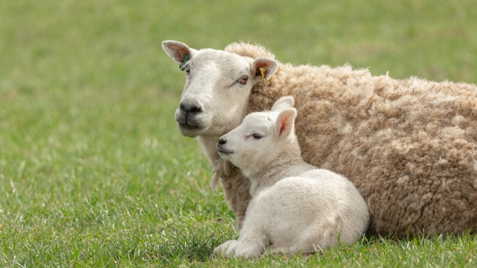 Die Schafskälte tritt meist Mitte Juni auf.Foto: Serenity Images23 / shutterstock.com Die Schafskälte tritt meist Mitte Juni auf.Foto: Serenity Images23 / shutterstock.com