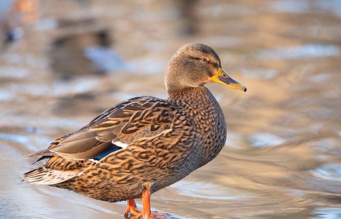 Die Polizei fand die Ente rund 20 Meter von der Unfalllstelle entfernt. (Symbolbild)<span class='image-autor'>Foto: IMAGO/CHROMORANGE/IMAGO/Berit Kessler</span>