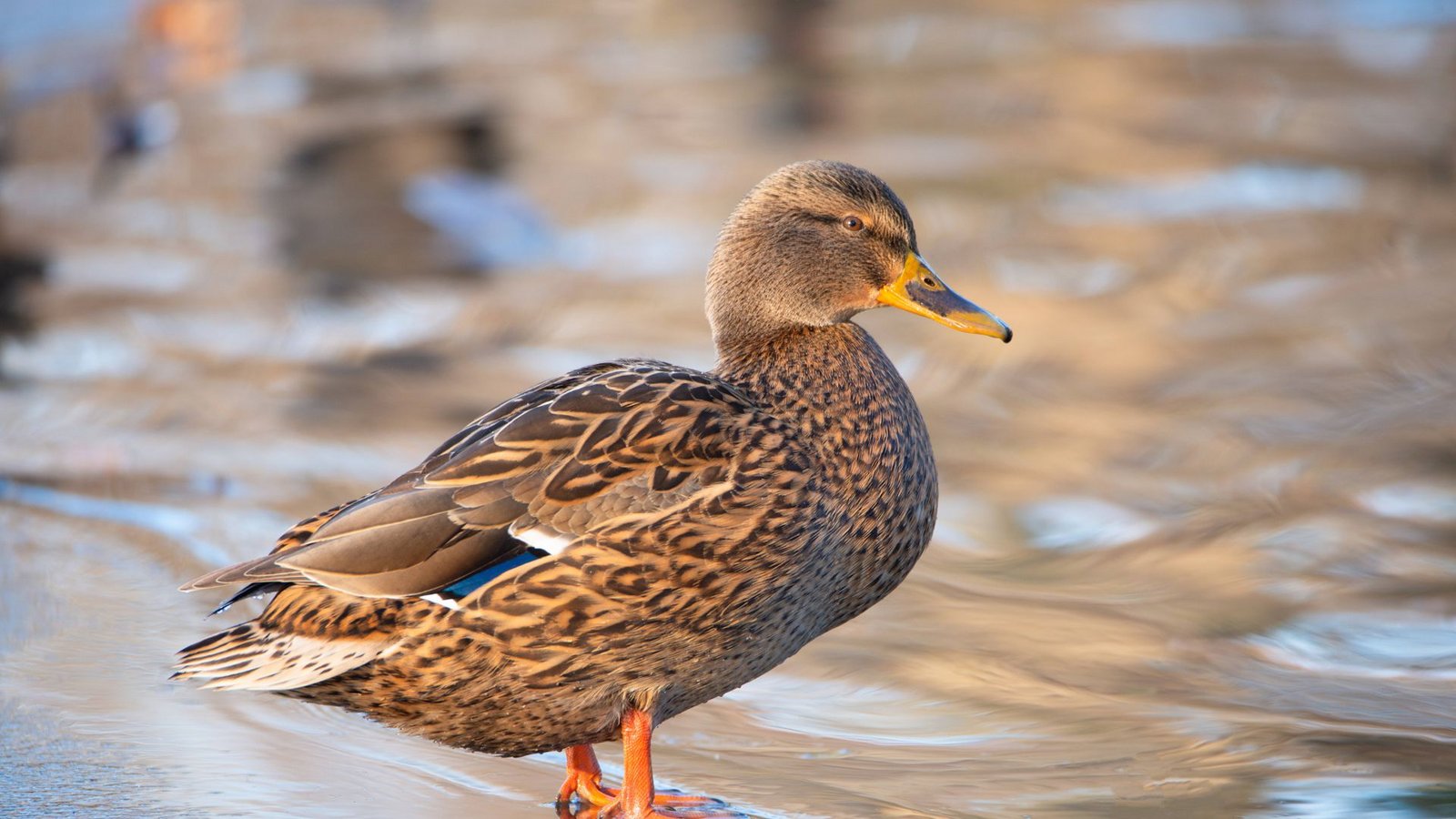 Die Polizei fand die Ente rund 20 Meter von der Unfalllstelle entfernt. (Symbolbild)Foto: IMAGO/CHROMORANGE/IMAGO/Berit Kessler
