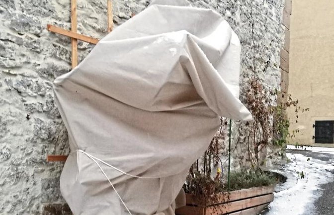 Hat sich hier einer als Gespenst verkleidet? Oder ist der Verpackungskünstler Christo in der Löwenstadt? Bei näherem Hinsehen entpuppt sich die Erscheinung dann doch nur als ein Pflanzenstock mit Schutzhülle gegen die Witterung.  Foto: Romanowski