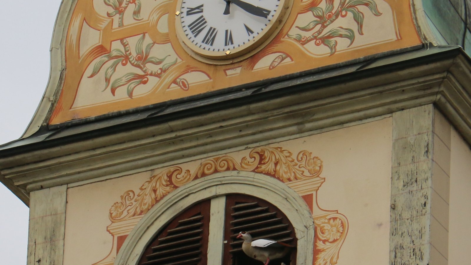 Eine Nilgans hat kurzzeitig den Taubenschlag am Vaihinger Rathaus geentert.  Foto: srFoto: sr