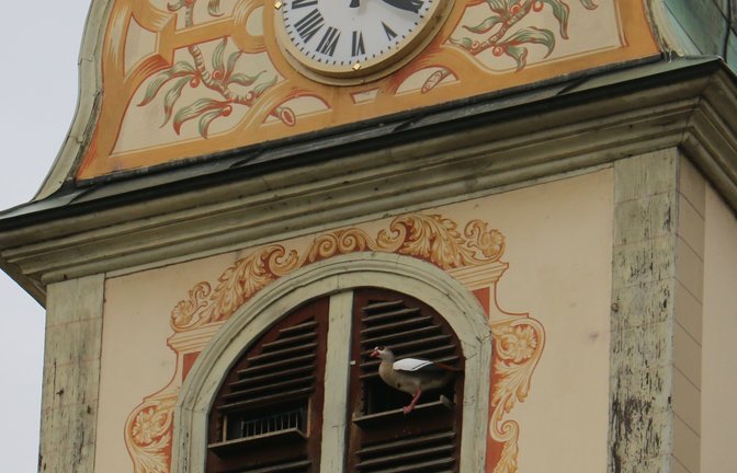 Eine Nilgans hat kurzzeitig den Taubenschlag am Vaihinger Rathaus geentert.  Foto: sr<span class='image-autor'>Foto: sr</span>