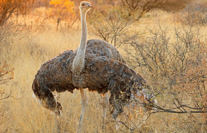 Bis vor 65 Millionen Jahren konnten die Vorfahren der Strauße noch fliegen.<span class='image-autor'>Foto: Imago/Zoonar</span>