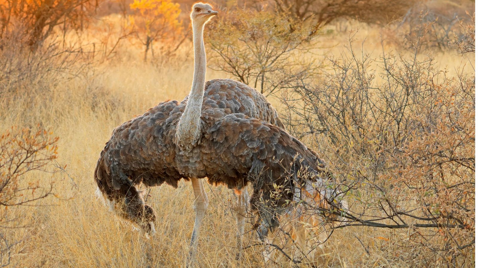 Bis vor 65 Millionen Jahren konnten die Vorfahren der Strauße noch fliegen.Foto: Imago/Zoonar Bis vor 65 Millionen Jahren konnten die Vorfahren der Strauße noch fliegen.Foto: Imago/Zoonar