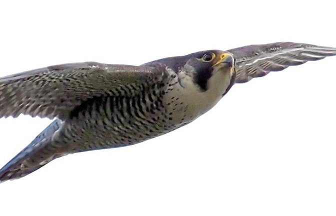 Das unberingte Weibchen im Flug. Foto: Rühl