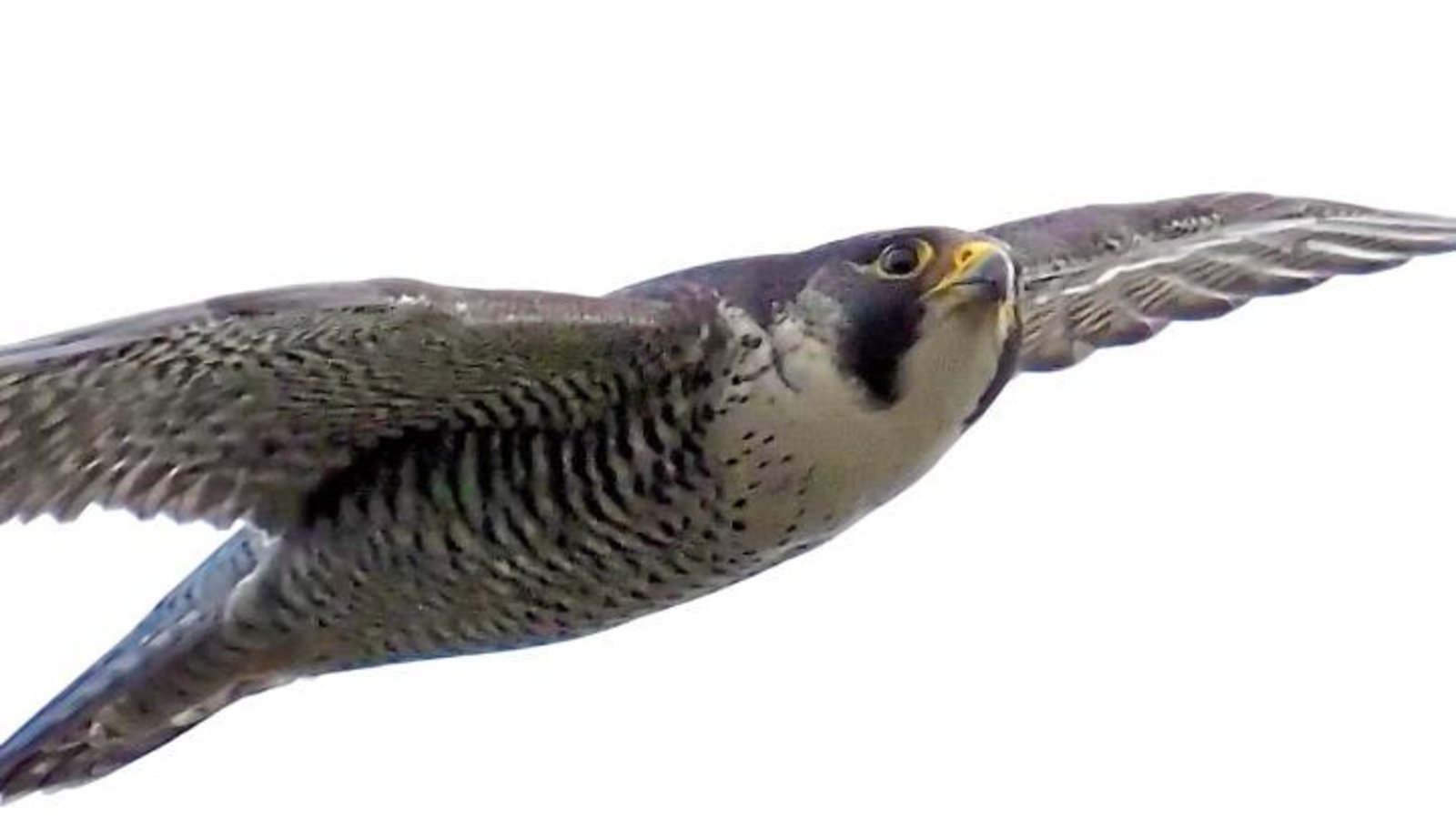 Das unberingte Weibchen im Flug. Foto: Rühl Das unberingte Weibchen im Flug. Foto: Rühl