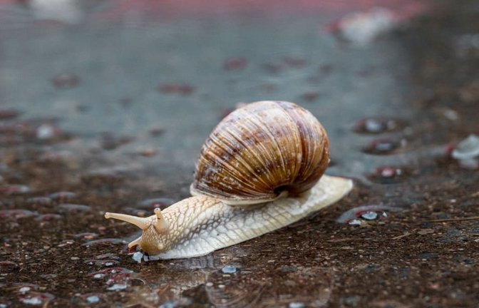 Gegenstand einer schwäbischen Redewendung: Weinbergschnecke<span class='image-autor'>Daniel Vogl/dpa</span>