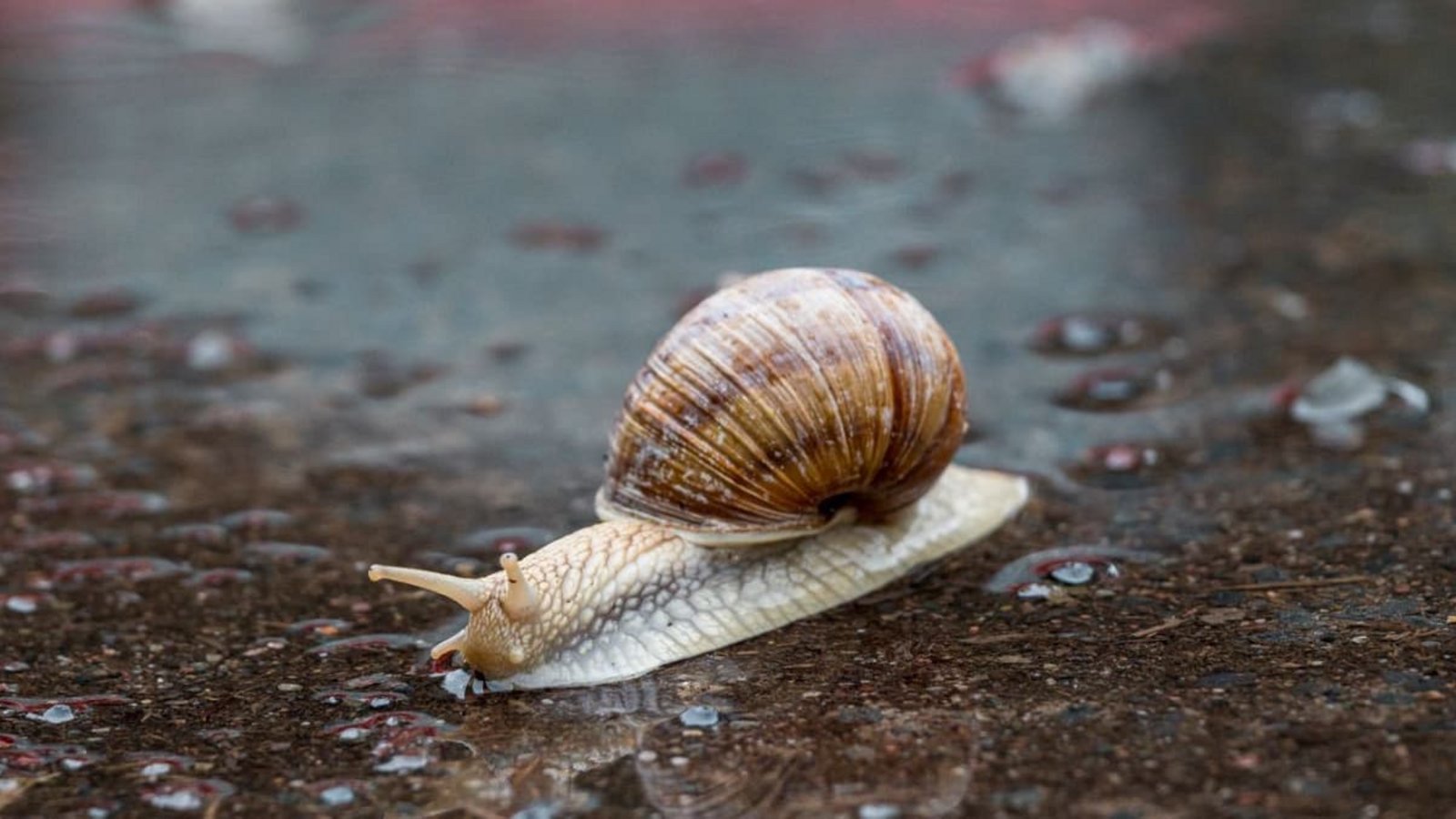 Gegenstand einer schwäbischen Redewendung: WeinbergschneckeDaniel Vogl/dpa