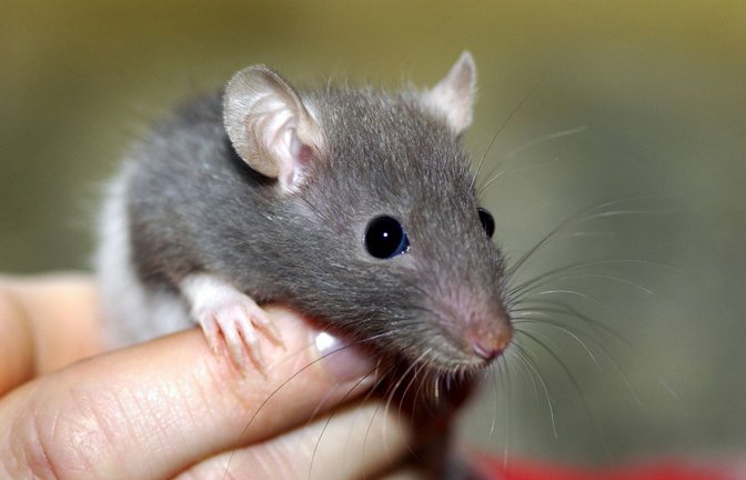 Eine junge Ratte auf der Hand. Symbolbild.<span class='image-autor'>Foto: imago images/McPHOTO/McPHOTO / BBO</span>