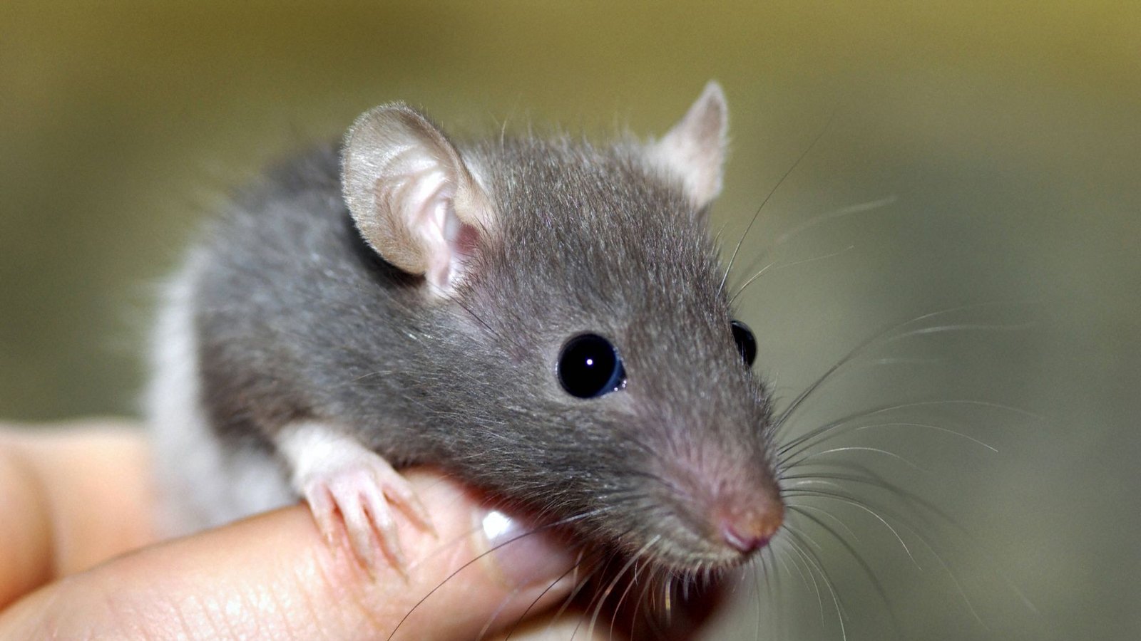 Eine junge Ratte auf der Hand. Symbolbild.Foto: imago images/McPHOTO/McPHOTO / BBO Eine junge Ratte auf der Hand. Symbolbild.Foto: imago images/McPHOTO/McPHOTO / BBO