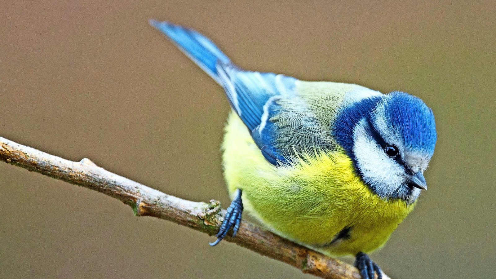 Blaumeise (Cyanistes caeruleus).Foto: dpa Blaumeise (Cyanistes caeruleus).Foto: dpa