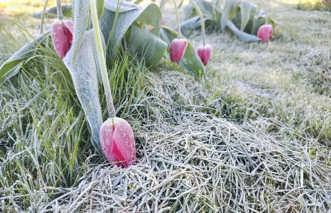 Kommt nochmal Frost?<span class='image-autor'>Foto: Donisgt / shutterstock.com</span>
