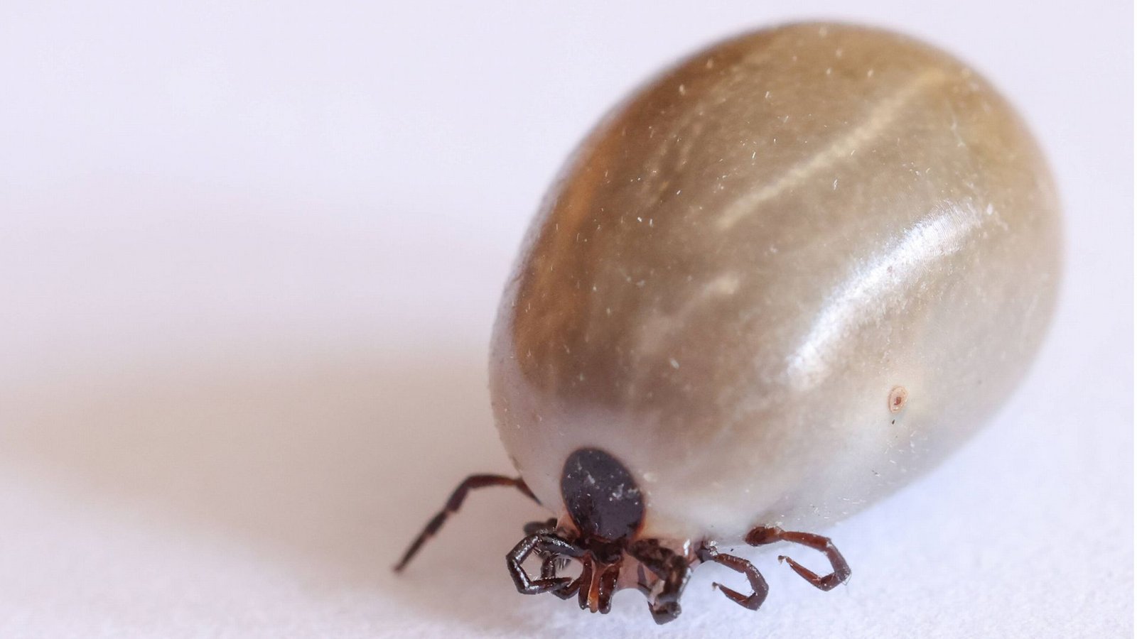 Die kleinen Spinnentiere mögen dünne Haut, weshalb sie sich oft an schwer erreichbaren Stellen wie den Kniekehlen, den Leisten oder hinter den Ohren verstecken.Foto: Imago/Rene Traut Die kleinen Spinnentiere mögen dünne Haut, weshalb sie sich oft an schwer erreichbaren Stellen wie den Kniekehlen, den Leisten oder hinter den Ohren verstecken.Foto: Imago/Rene Traut