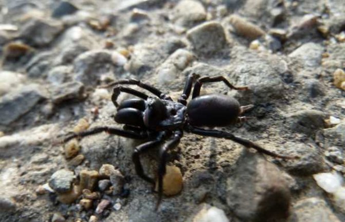 Ein schönes Tier: Die Tapezierspinne, Spinne des Jahres 2013. Foto: Rücker