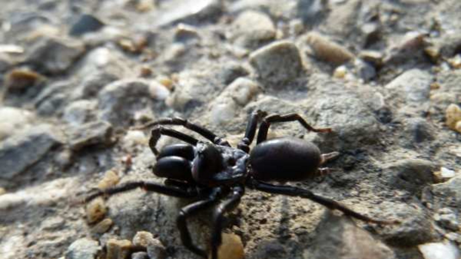 Ein schönes Tier: Die Tapezierspinne, Spinne des Jahres 2013. Foto: Rücker Ein schönes Tier: Die Tapezierspinne, Spinne des Jahres 2013. Foto: Rücker