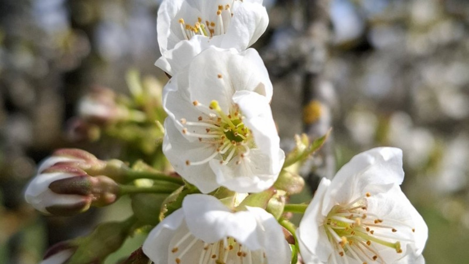 Kirschblüte ist im Gange. Foto: Klaus Sonntag Kirschblüte ist im Gange. Foto: Klaus Sonntag