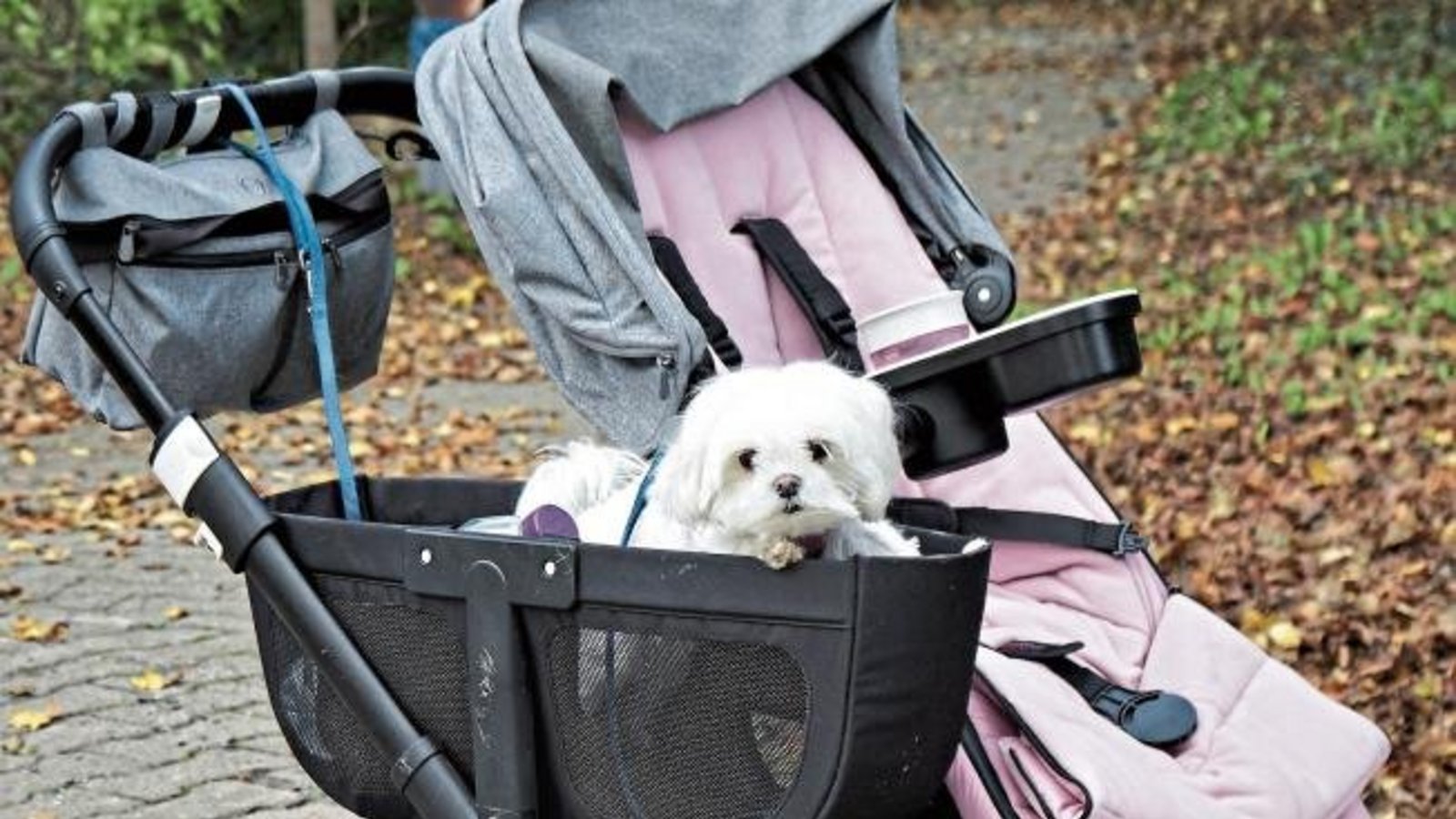 „Hund müsste man sein ...“, schreibt Rudi Thalhäuser aus Gündelbach zu seinem Foto.
