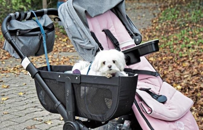 „Hund müsste man sein ...“, schreibt Rudi Thalhäuser aus Gündelbach zu seinem Foto.