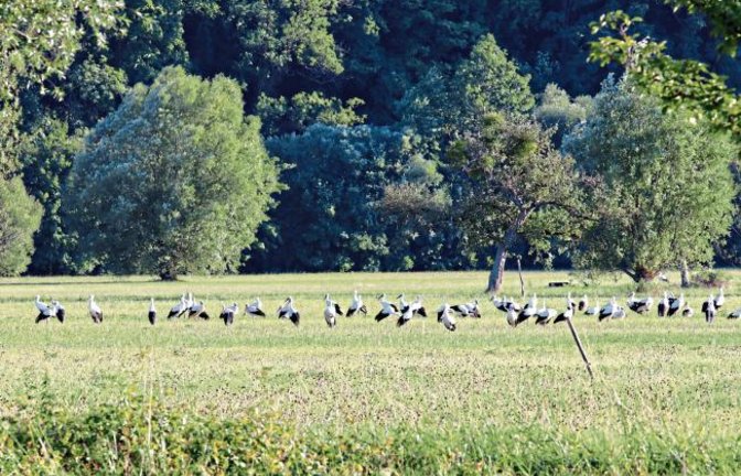 Schon seit vielen Tagen gibt es diese faszinierenden Bilder von einer großen Zahl an Störchen. Die Wässerung der Enzaue bei Roßwag gefällt ausnehmend gut. Foto: Scharpf
