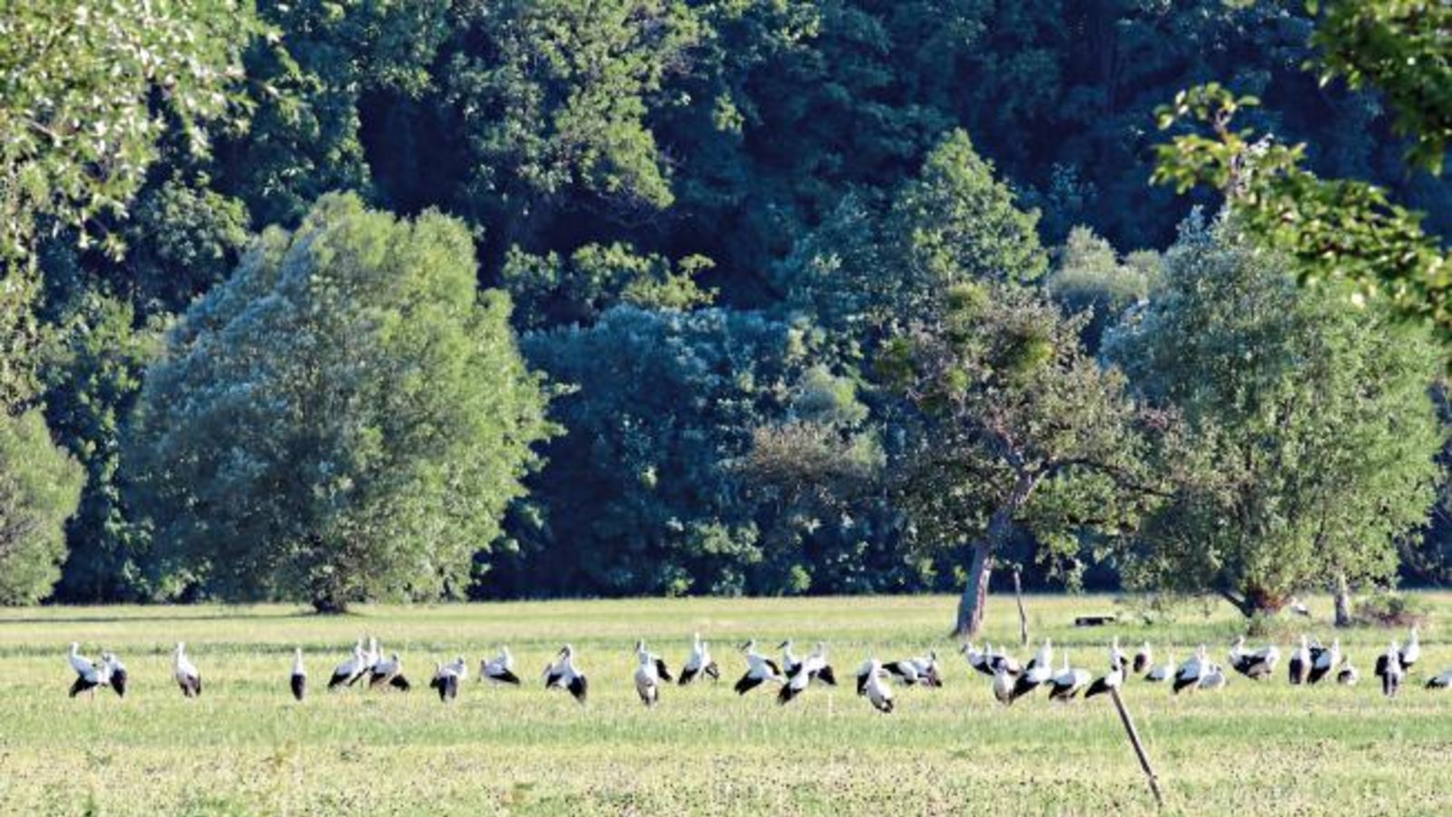 Schon seit vielen Tagen gibt es diese faszinierenden Bilder von einer großen Zahl an Störchen. Die Wässerung der Enzaue bei Roßwag gefällt ausnehmend gut. Foto: Scharpf Schon seit vielen Tagen gibt es diese faszinierenden Bilder von einer großen Zahl an Störchen. Die Wässerung der Enzaue bei Roßwag gefällt ausnehmend gut. Foto: Scharpf
