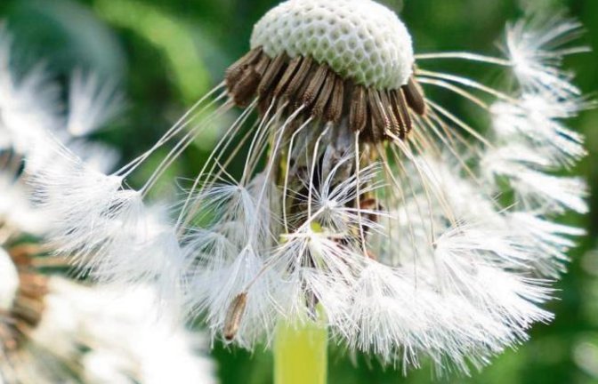 Die Pusteblume macht vielleicht den Ingenieur blass vor Neid. Foto: Rücker
