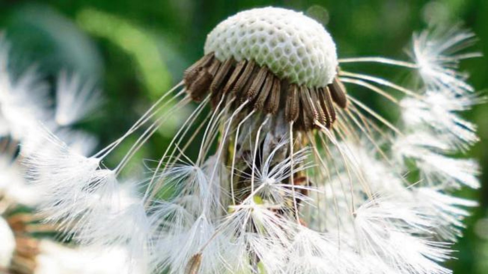Die Pusteblume macht vielleicht den Ingenieur blass vor Neid. Foto: Rücker