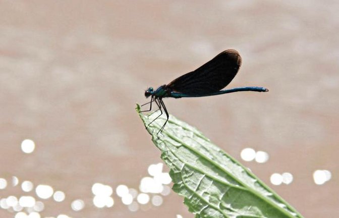 Eine Blauflügel-Prachtlibelle macht eine Flugpause am Strudelbach. Foto: Romanowski