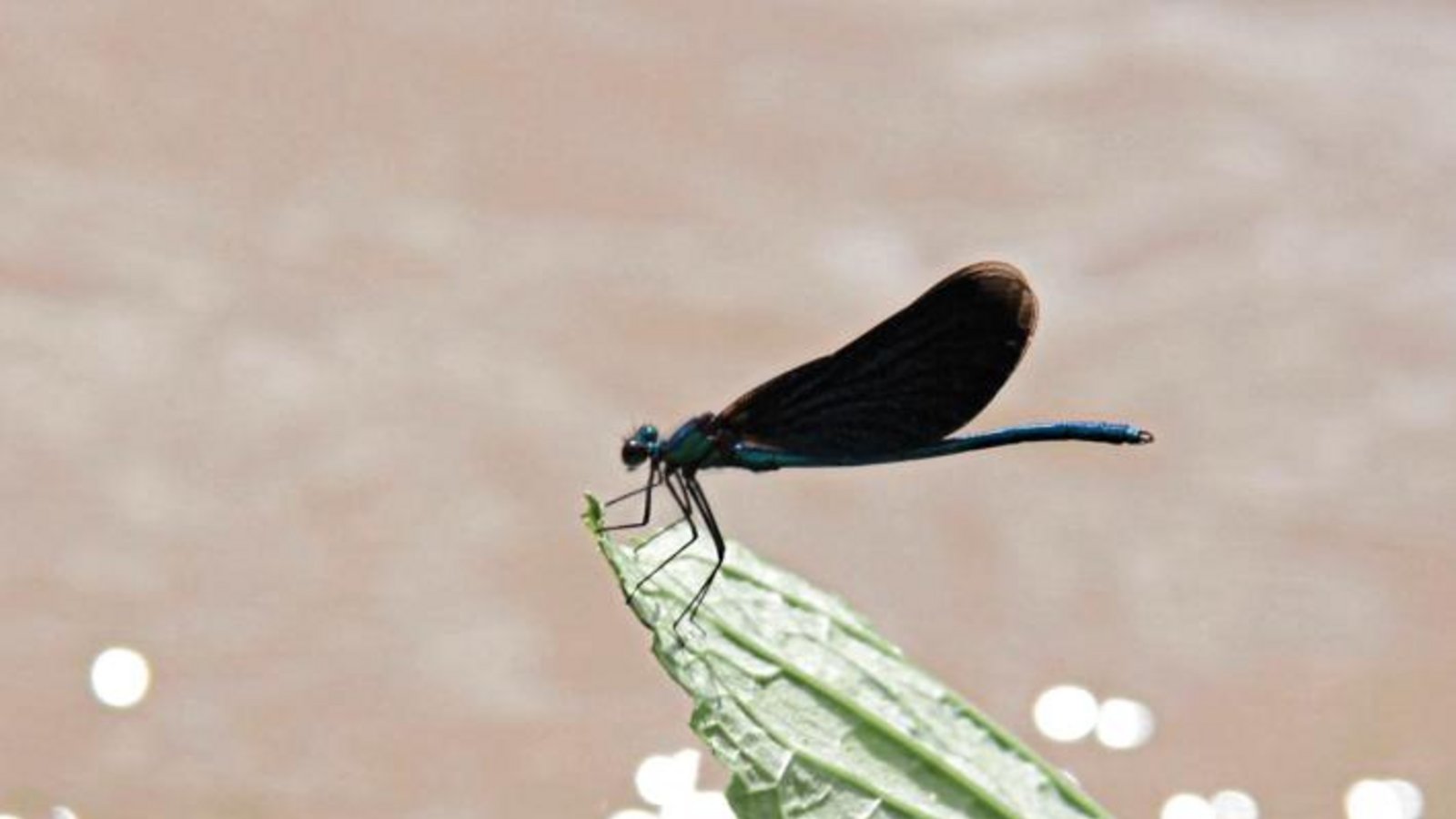 Eine Blauflügel-Prachtlibelle macht eine Flugpause am Strudelbach. Foto: Romanowski